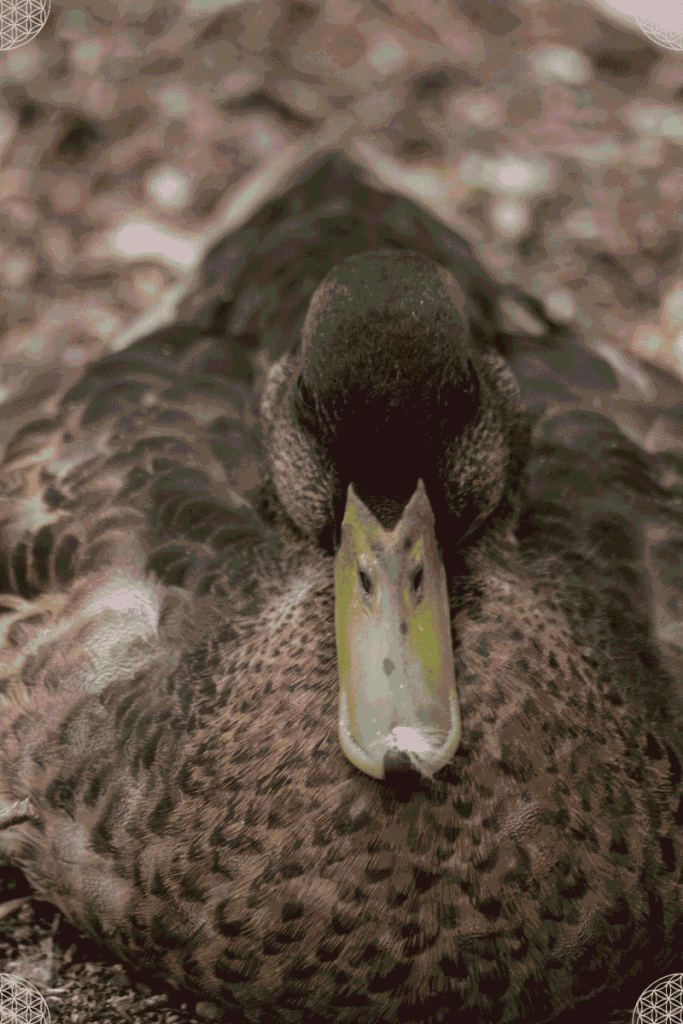 周囲の地面に溶け込むように座るカモの写真。ASD女性のカモフラージュ(擬態)の比喩を示すイメージ。